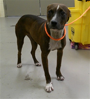 Shelter Stray Female Dog last seen Near BLOCK W 16TH ST, SANFORD FL 32771, 232 Eslinger Way, Sanford, FL 32773, USA