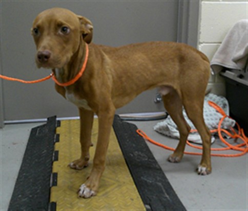 Shelter Stray Male Dog last seen Near BLOCK W 16TH ST, SANFORD FL 32771, 232 Eslinger Way, Sanford, FL 32773, USA
