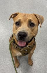 Shelter Stray Male Dog last seen Near, 2600 S Harding St, Indianapolis, IN 46221, USA
