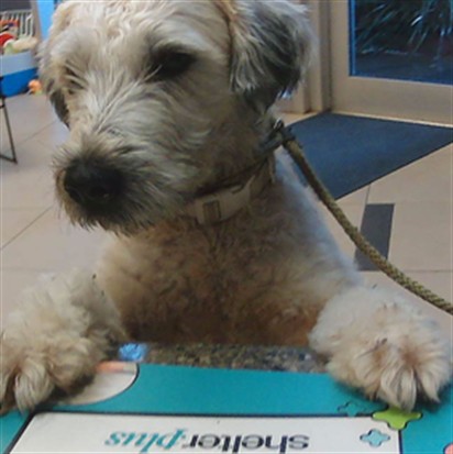 Shelter Stray Female Dog last seen OAKSHIRE DRIVE AND REGENCY PARK BLVD, 19640 Dogpatch Ln, Land O' Lakes, FL 34638, USA