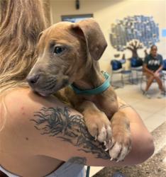 Shelter Stray Male Dog last seen JAMES ST, 19640 Dogpatch Ln, Land O' Lakes, FL 34638, USA