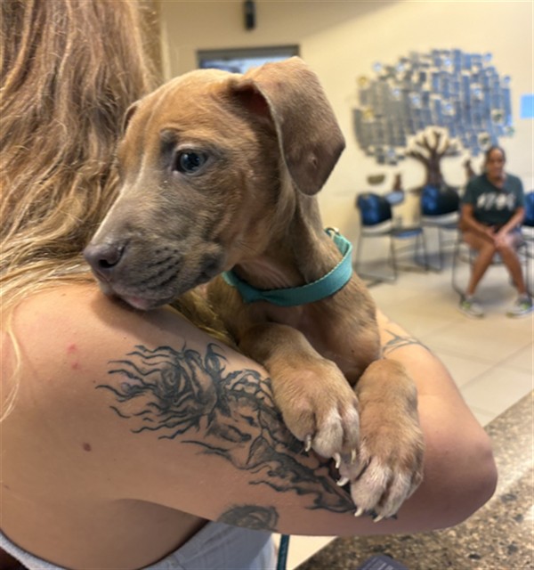 Shelter Stray Male Dog last seen JAMES ST, 19640 Dogpatch Ln, Land O' Lakes, FL 34638, USA
