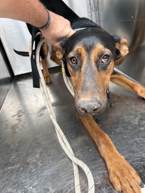 Shelter Stray Male Dog last seen Near BLOCK S AGNEW AVE, OKLAHOMA CITY OK 73119, 2811 SE 29th St, Oklahoma City, OK 73129, USA