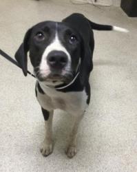 Shelter Stray Female Dog last seen Near BLOCK VISTA CABALLERO ST, PERRIS, CA, 6851 Van Buren Boulevard, Jurupa Valley, CA 92509, USA