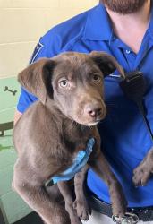 Shelter Stray Male Dog last seen ELEANOR AVE & COLFAX ST, 2127 Front St, Sacramento, CA 95818, USA