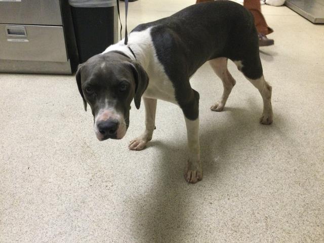 Shelter Stray Female Dog last seen Near BLOCK VISTA CABALLERO ST, PERRIS, CA, 6851 Van Buren Boulevard, Jurupa Valley, CA 92509, USA