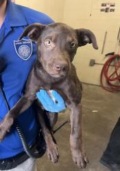 Shelter Stray Male Dog last seen ELEANOR AVE & COLFAX ST, 2127 Front St, Sacramento, CA 95818, USA