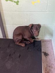 Shelter Stray Male Dog last seen ELEANOR AVE & COLFAX ST, 2127 Front St, Sacramento, CA 95818, USA