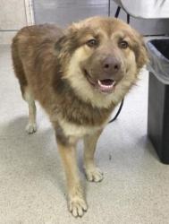 Shelter Stray Male Dog last seen Near BLOCK CROSSBAY LP, JURUPA VALLEY CA 92509, 6851 Van Buren Boulevard, Jurupa Valley, CA 92509, USA