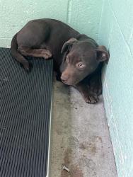 Shelter Stray Female Dog last seen ELEANOR AVE & COLFAX ST, 2127 Front St, Sacramento, CA 95818, USA