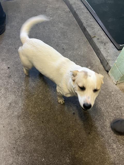 Shelter Stray Male Dog last seen ELEANOR AVE & COLFAX ST, 2127 Front St, Sacramento, CA 95818, USA