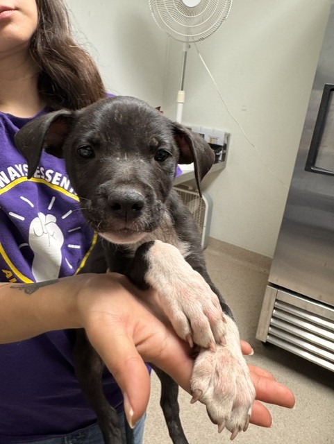 Shelter Stray Male Dog last seen Near BLOCK COLONY ST, BAKERSFIELD CA 93307, 3951 Fruitvale Ave, Bakersfield, CA 93308, USA