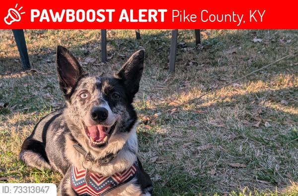 Lost Female Dog last seen ridge running along Slones branch, Pike County, KY 41557