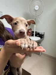 Shelter Stray Male Dog last seen Near BLOCK COLONY ST, BAKERSFIELD CA 93307, 3951 Fruitvale Ave, Bakersfield, CA 93308, USA