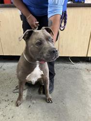 Shelter Stray Male Dog last seen , 600 Aviation Dr, Camarillo, CA 93010, USA