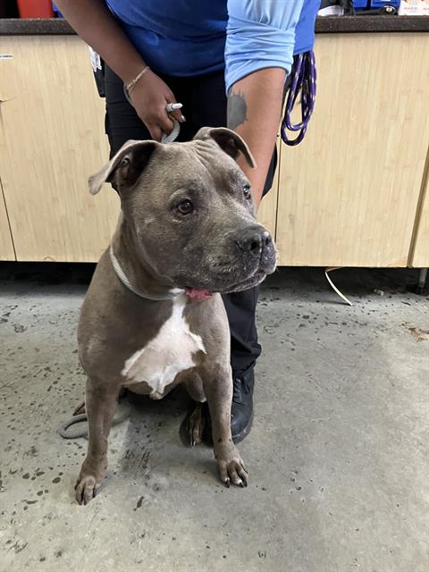 Shelter Stray Male Dog last seen , 600 Aviation Dr, Camarillo, CA 93010, USA