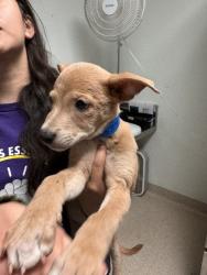 Shelter Stray Male Dog last seen Near BLOCK COLONY ST, BAKERSFIELD CA 93307, 3951 Fruitvale Ave, Bakersfield, CA 93308, USA