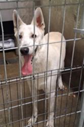Shelter Stray Male Dog last seen , 14409 Vanowen St, Van Nuys, CA 91405, USA