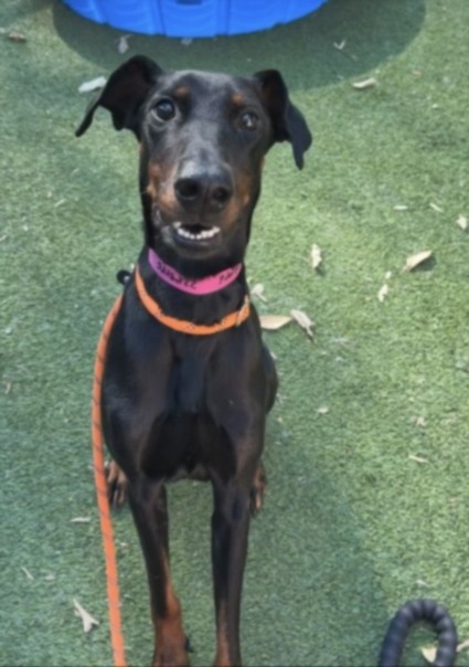 Shelter Stray Female Dog last seen , 14409 Vanowen St, Van Nuys, CA 91405, USA