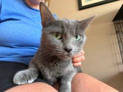 Shelter Stray Female Cat last seen ST CHARLES CO, 4850 Mid Rivers Mall Dr, St Peters, MO 63376, USA