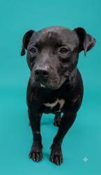 Shelter Stray Male Dog last seen Near BLOCK GUM RD, 2020 Forest St, Jacksonville, FL 32204, USA