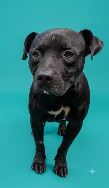 Shelter Stray Male Dog last seen Near BLOCK GUM RD, 2020 Forest St, Jacksonville, FL 32204, USA