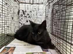 Shelter Stray Female Cat last seen , 957 N Gaffey St, San Pedro, CA 90731, USA