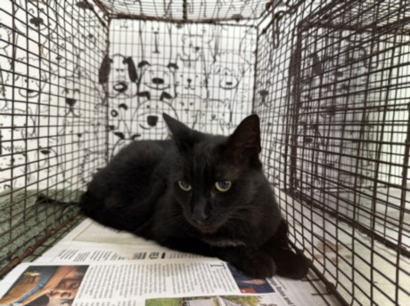 Shelter Stray Female Cat last seen , 957 N Gaffey St, San Pedro, CA 90731, USA