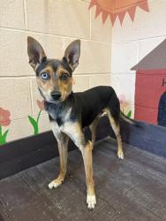 Shelter Stray Male Dog last seen , 31044 Charlie Canyon Rd, Castaic, CA 91384, USA