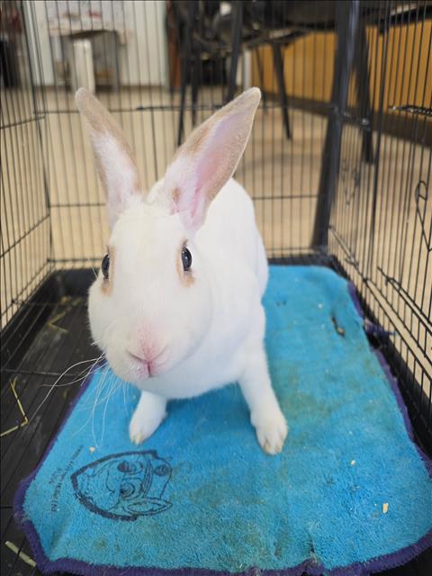 Shelter Stray Male Other last seen , 957 N Gaffey St, San Pedro, CA 90731, USA