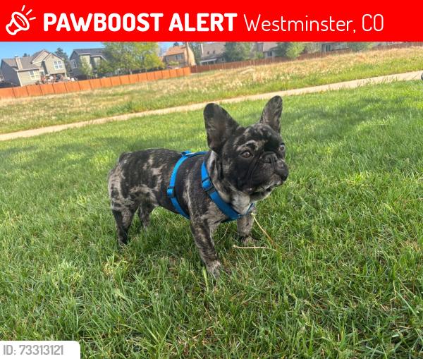 Lost Male Dog last seen 94th and federal, Westminster, CO 80031