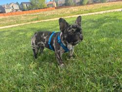Lost Male Dog last seen 94th and federal, Westminster, CO 80031