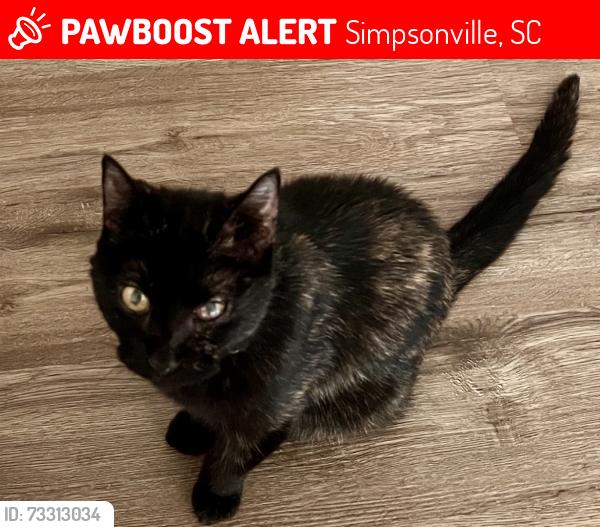 Lost Female Cat last seen Ashborne Land/Ridgemoor Trail, Simpsonville, SC 29681