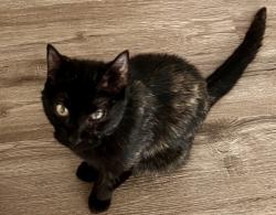 Lost Female Cat last seen Ashborne Land/Ridgemoor Trail, Simpsonville, SC 29681