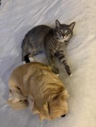 Lost Female Cat last seen 226th & Anza avenue, Torrance, CA 90505