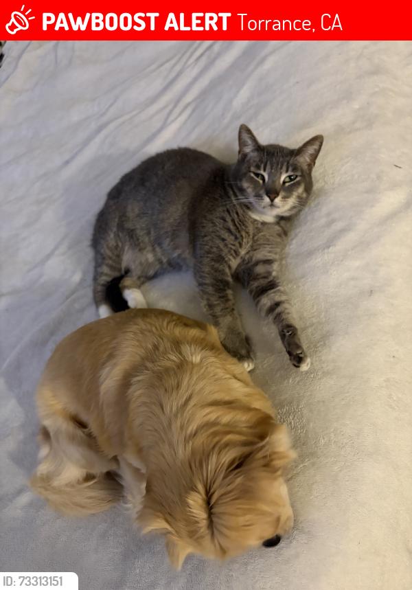 Lost Female Cat last seen 226th & Anza avenue, Torrance, CA 90505