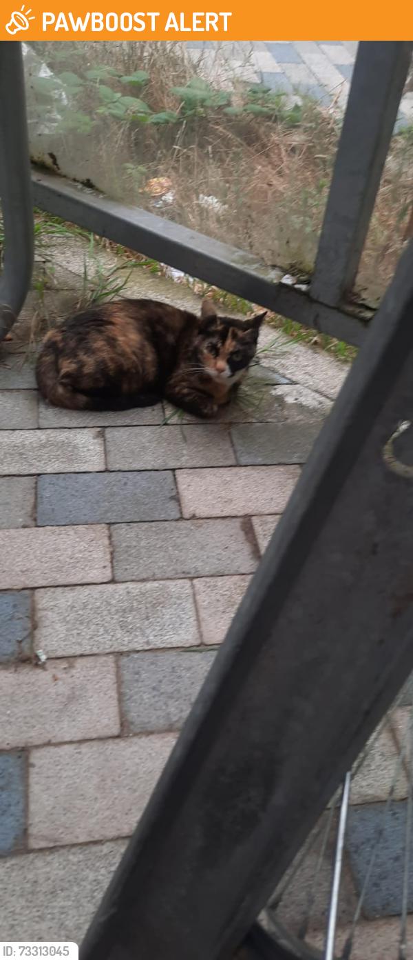 Found/Stray Unknown Cat last seen E9 5ER, Greater London, England E9 5ER