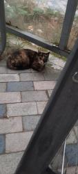 Found/Stray Unknown Cat last seen E9 5ER, Greater London, England E9 5ER