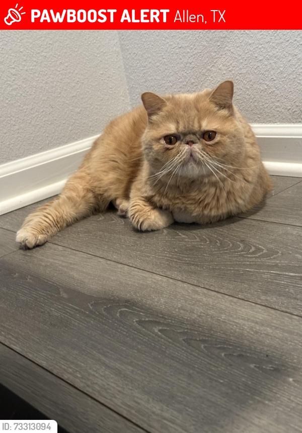 Lost Male Cat last seen Rosa's Café & Tortilla Factory, 865 W Stacy Rd, Allen, TX 75013, Allen, TX 75013