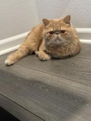 Lost Male Cat last seen Rosa's Café & Tortilla Factory, 865 W Stacy Rd, Allen, TX 75013, Allen, TX 75013