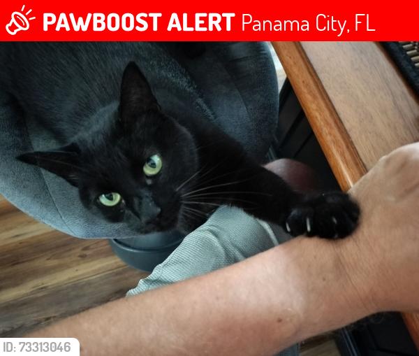 Lost Female Cat last seen Seafoam, Panama City, FL 32404