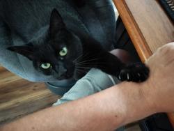 Lost Female Cat last seen Seafoam, Panama City, FL 32404