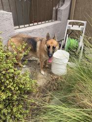 Found/Stray Unknown Dog last seen McCallum and maravilla, Cathedral City, CA 92234