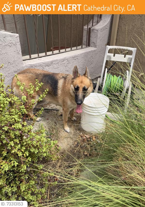 Found/Stray Unknown Dog last seen McCallum and maravilla, Cathedral City, CA 92234