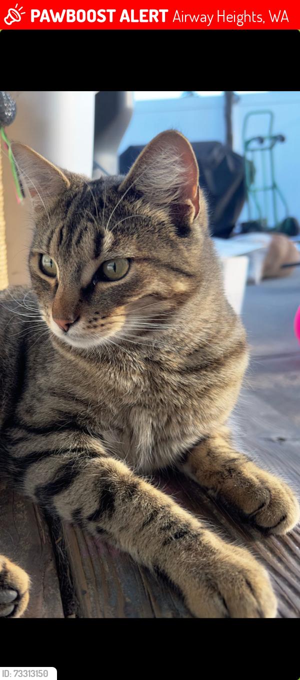 Lost Male Cat last seen 8th and Lawson Airway Heights, WA, Airway Heights, WA 99001