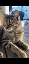 Lost Male Cat last seen 8th and Lawson Airway Heights, WA, Airway Heights, WA 99001