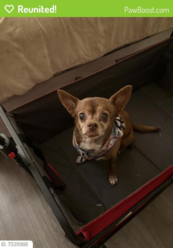 Reunited Unknown Dog last seen Arrecife Way, San Diego, CA 92154, USA, San Diego, CA 92154