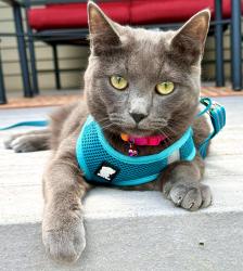 Lost Female Cat last seen Pinetree Road and Valley Road, Kohler, WI 53044