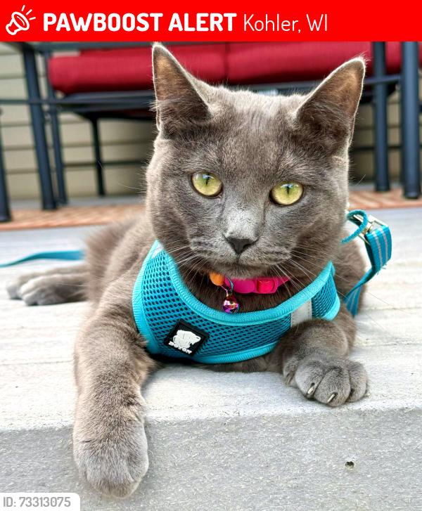 Lost Female Cat last seen Pinetree Road and Valley Road, Kohler, WI 53044