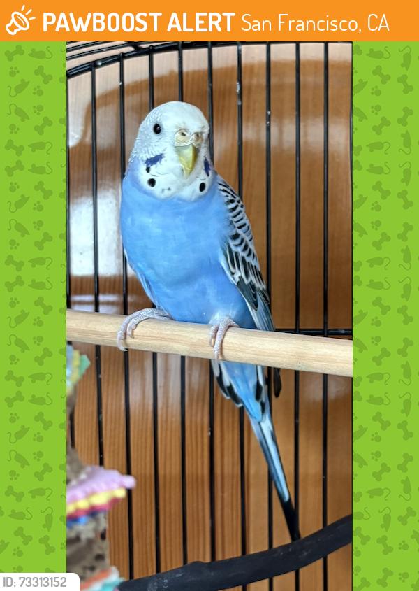 Found/Stray Female Bird last seen Near Ellsworth st., san francisco, San Francisco, CA 94110